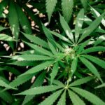 CBD, chanvre, cannabis : quelles différences ?